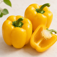 Capsicum Yellow - 1 pc