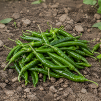 Green Chilli (Hari Mirch)